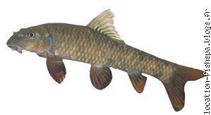 garra rufa
